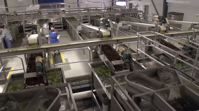 Cherry Harvest Process | How Cherries Are Packed In The Factory | Modern Cherry Harvesting Machine смотреть онлайн