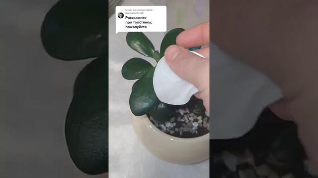 Толстянка. Уход. Дешево. Эффективно. Безопасно. смотреть онлайн