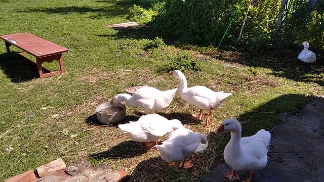 На птичнике монастыря иконы Божией Матери Державная в Изобильном. смотреть онлайн