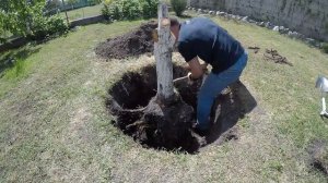 Как выкопать дерево топором.  Дневник самоизоляции.