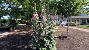 Last Chance to Trim the Boxwoods + Planting RED Flowers! 😱✂️❤️ // Garden Answer