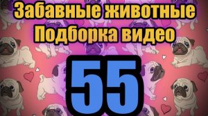 Забавные животные / Подборка видео №55