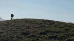 Хнюх,Рутульский район,лошадь