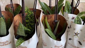 Прилетели орхидеи с другой планеты. Пафиопедилумы)