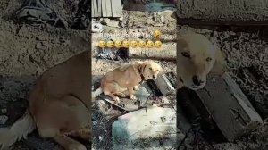 Собачья ностальгия.mp4