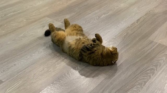 МИТЯ ГОД БЕЗ НИХ изменилось ли его ПОВЕДЕНИЕ смотреть онлайн