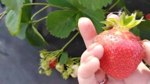 #КЛУБНИКА. КАК УБЕРЕЧЬ ОТ ПТИЦ ТАКОЙ УРОЖАЙ.