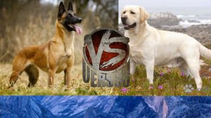 Малинуа против Лабрадора//Animals Battle//Кто победит???//