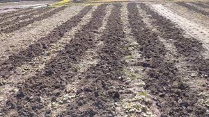 Мой культиватор, для чего он, и нужен ли он для клубники