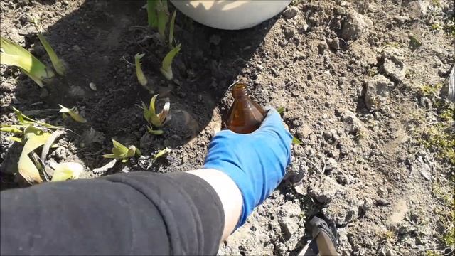 Весенний уход за ирисами смотреть онлайн