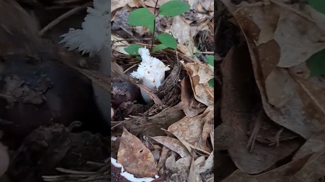 ??? #fungi #fungus #mushroom #nature #woods #forest #fungusamongus #naturephotography #mycology