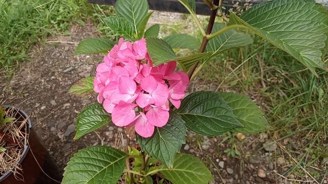 Крупнолистная гортензия "Стайл пинк" смотреть онлайн