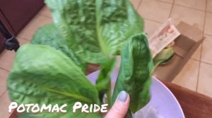 Пополнение моей коллекции хост 2022... распаковка из питомника частного коллекционера.#хоста#2022#