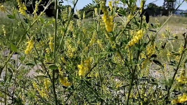Донник лекарственный жёлтый смотреть онлайн