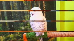 Совиный Дом 12.04.2023