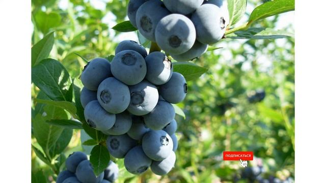 Сорт голубики садовой «Нуи» смотреть онлайн