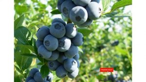 Сорт голубики садовой «Нуи»