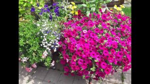 Как высадить ампельные петунии в кашпо/Как сажаю и что добавляю в грунт