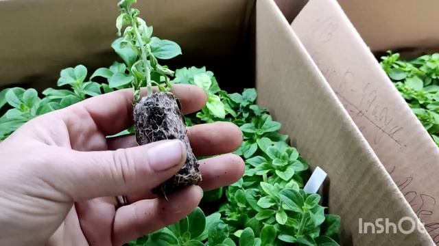 получила черенок, обзор! 🪴🌱🪴