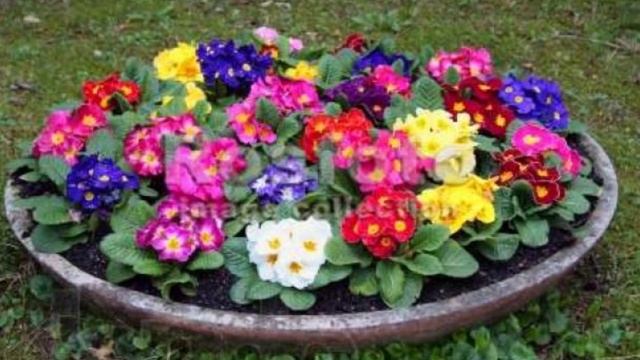 Виды примул смотреть онлайн