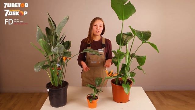 Стрелиция: посадка и уход | Советы биолога 7ЦВЕТОВ смотреть онлайн