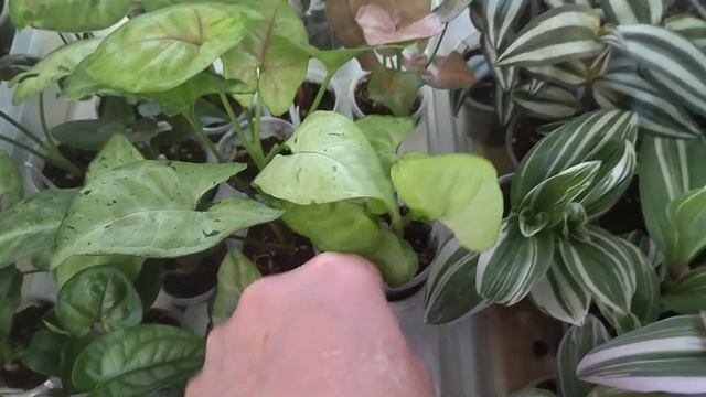 Выставка комнатных растений.Много ароидных.
