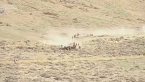 Дикие лошади америки