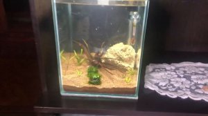 Запустил креветочник фильтр меняется будет на рюкзак