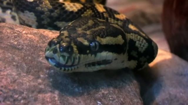 Ковровый питон чейни на охоте / Carpet python cheynei hunting