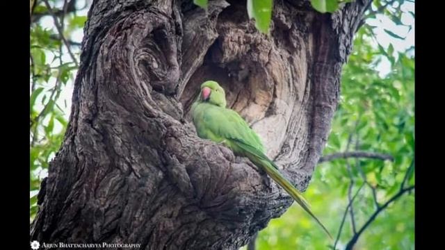 26 МОЛИТВЫ ВАЙШНАВОВ смотреть онлайн