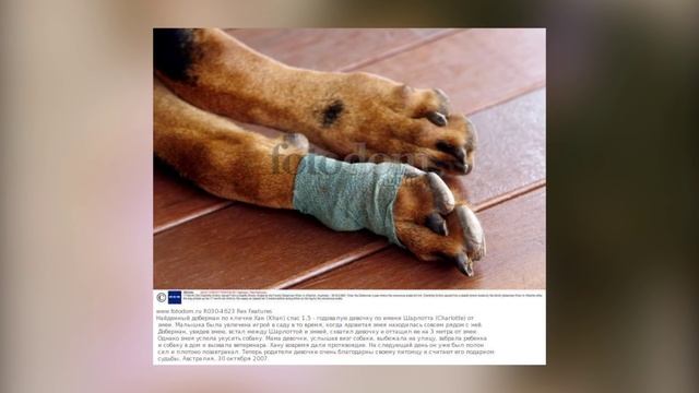 9 удивительных героических подвигов собак смотреть онлайн