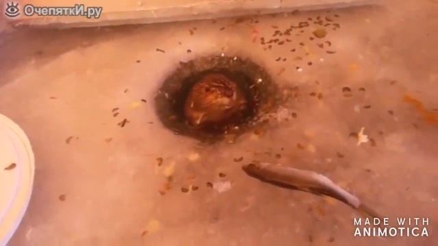 ПРИКОЛЫ НА РЫБАЛКЕ 2020 #3/ ПЬЯНЫЕ НА РЫБАЛКЕ / Угарные приколы на рыбалке / РЫБАЛКА ДО СЛЕЗ 2020