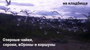 Чайки, вОроны, сороки и коршуны на кладбище