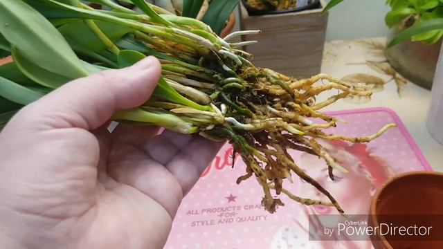 Масдеваллия(Masdevallia ignea)пересадка