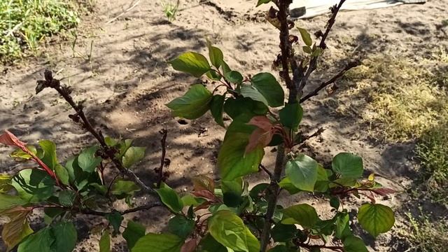 Почему абрикос цветет, но не плодоносит, распространенные причины смотреть онлайн