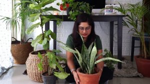 6 Indoor Plants for Beginners ( Hindi )