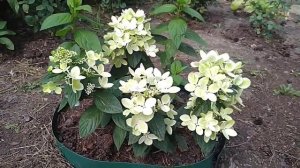 РОЗЫ КИНГ КОНГ, ЭСПЕРАНС.