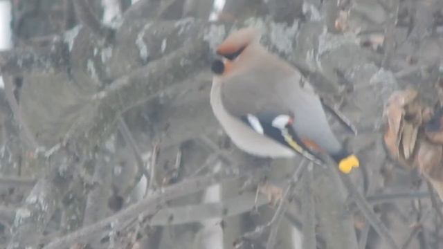 Свиристель птица хохолок. Свиристель птица фото зимой описание смотреть онлайн