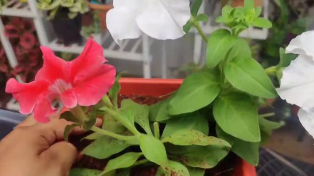 How to grow and care Petunia | Petunia soil mixture | #petunia | #youtube смотреть онлайн