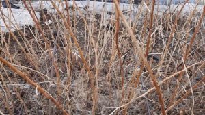 Ремонтантна малина Амира. Поздний сорт, саженцы на продажу.