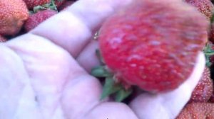 ЗЕМЛЯНИКА МАШЕНЬКА РАДУЕТ СВОИМ УРОЖАЕМ КАЖДЫЙ ГОД