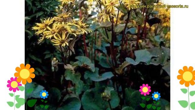 Бузульник зубчатый Дарк Бьюти. Краткий обзор, описание характеристик, где купить саженцы Dark Beaut смотреть онлайн