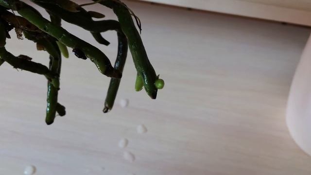 Реанимация орхидеи в воде. Детка орхидеи. Новые корни. Ожог на листьях от солнца. смотреть онлайн