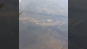 База отдыха и рядом рыбная ферма