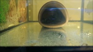 нерест анциструса