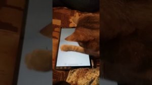 Кот играет на планшете