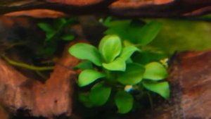 Аквариумное растение Хемиантус микрантемоидес, почвопокровка Разговор о аквариумном удобрении, осв