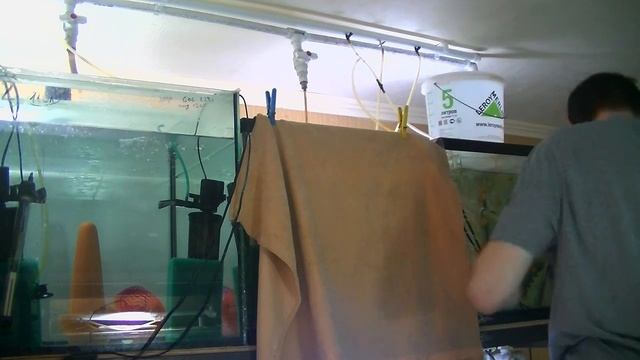 Как развести Дискусов. Секреты нерестовой воды. смотреть онлайн