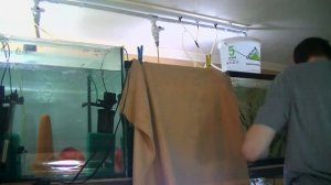 Как развести Дискусов. Секреты нерестовой воды.