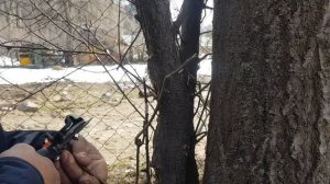 прививка абрикоса?